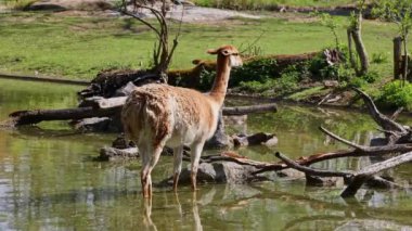 Vicunas, Vicugna Vicugna, And Dağları 'nın yüksek dağlık bölgelerinde yaşayan lama' nın akrabaları.