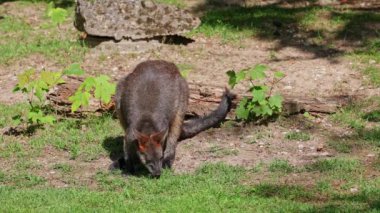 Wallaby bataklığı, Wallabia bicolor, küçük kangurulardan biridir. Bu valabi aynı zamanda siyah valabi olarak da bilinir.