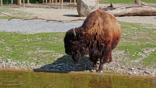 アメリカン バイソン American Bison 単にBison かつて広大な群れの中で北アメリカを歩き回っていた北米種のバイソンである — ストック動画