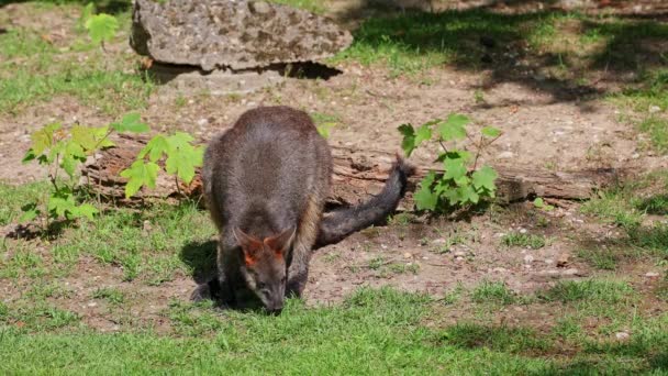 ワラビア色のスワンプ ワラビー Swamp Wallaby より小さなカンガルーの一つである このワラビーは一般に黒いワラビーとしても知られている — ストック動画