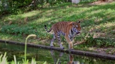 Sibirya kaplanı, Panthera tigris altaica dünyanın en büyük kedisidir.
