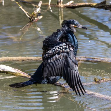 Kuzey yarımküre boyunca büyük siyah karabatak olarak bilinen büyük karabatak, Avustralya 'daki siyah karabatak ve Yeni Zelanda' nın daha güneyindeki siyah karabatak