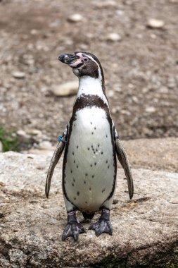 Humboldt Pengueni (