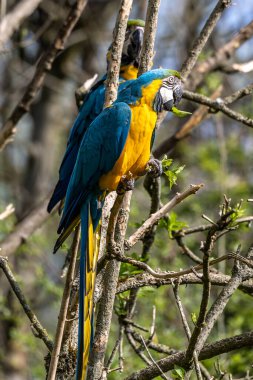 Mavi ve sarı papağan, Ara aratyası, mavi ve altın papağanı olarak da bilinir, çoğunlukla mavi üst kısımları ve açık turuncu alt kısımları olan büyük bir Güney Amerika papağanıdır.