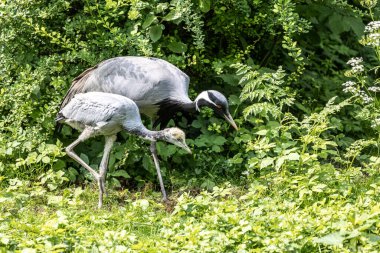 Demokiselle Crane 'in ailesi, Anthropoides Başak' ı gün boyunca açık yeşil bir çayırda yaşıyor. Orta Avrupa 'da bulunan bir turna türüdür.