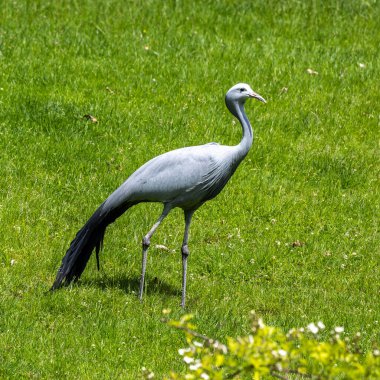 Grus paradisea, Güney Afrika 'ya özgü nesli tükenmekte olan bir kuş türü. Güney Afrika 'nın ulusal kuşudur.