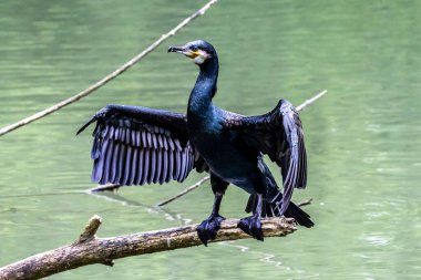 Kuzey yarımküre boyunca büyük siyah karabatak olarak bilinen büyük karabatak, Avustralya 'daki siyah karabatak ve Yeni Zelanda' nın daha güneyindeki siyah karabatak
