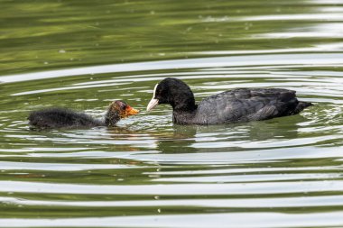 Avrasya yaban ördeği (