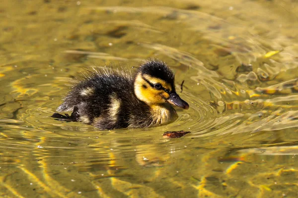 Άγρια Πάπια Mallard Οικογένεια Anas Platyrhynchos Νεαρούς Καλικάντζαρους Μια Λίμνη — Φωτογραφία Αρχείου