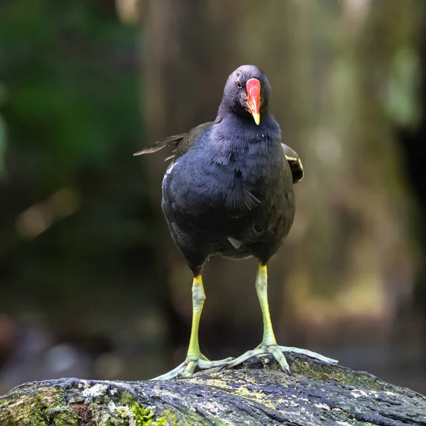 Gallinella Acqua Comune Gallinula Chloropus Noto Anche Come Gallina Acqua — Foto Stock