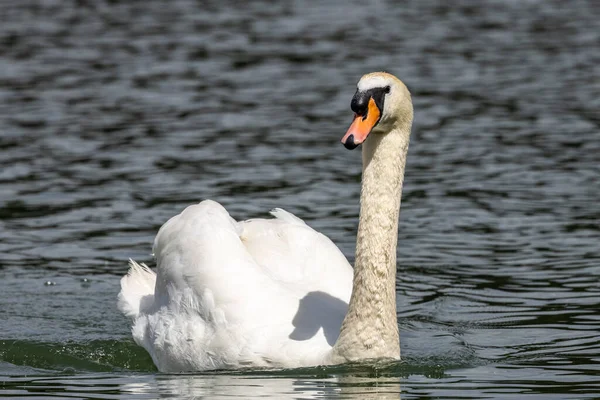 Cygnus Olor Una Especie Cisne Familia Anatidae Aquí Nadando Lago —  Fotos de Stock