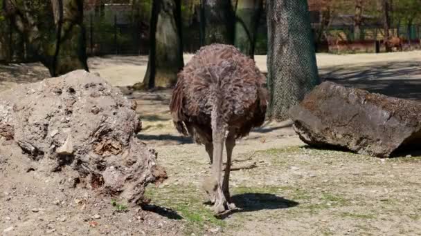 Avestruz Común Struthio Camelus Simplemente Avestruz Una Especie Ave Voladora — Vídeos de Stock