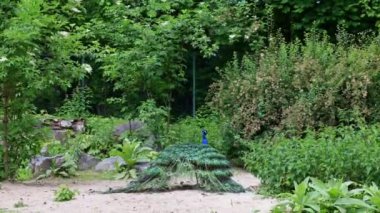 Hint Peafowl veya mavi Peafowl, Büyük ve parlak renkli bir kuş türüdür, Güney Asya 'ya özgü, fakat dünyanın diğer bölgelerinde de tanıtılan bir türdür..