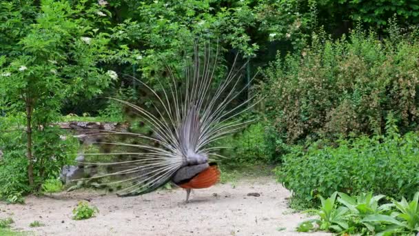 Indian Peafowl Blue Peafowl Pavo Cristatus Large Brightly Coloured Bird — Stock Video