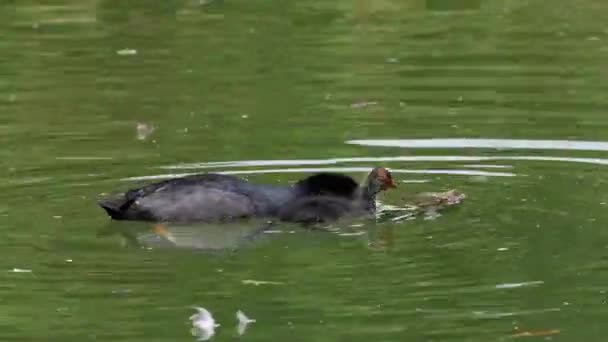 Fulica Atra Também Conhecida Como Coot Comum Uma Ave Família — Vídeo de Stock