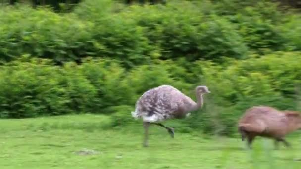 Darwin Rhea Rhea Pennata Ook Bekend Als Mindere Rhea — Stockvideo