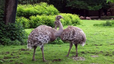Darwin 'in Rhea' sı, Rhea pennata, daha az Rhea olarak da bilinir.