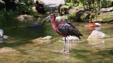 Parlak aynak, Plegadis falcinellus, Threskiornithidae familyasından bir kuş türü..