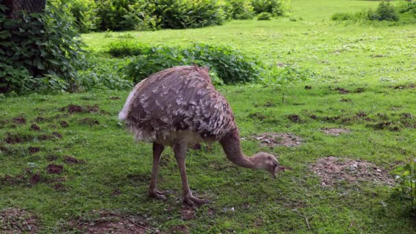 Rhea Pennata Darwin Conosciuta Anche Come Rhea Minore — Video Stock