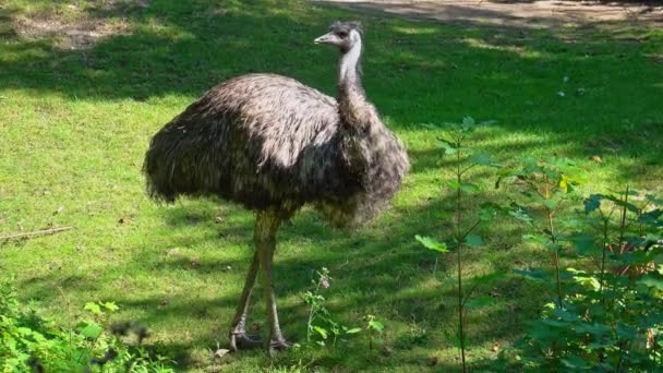 Emu Dromaius Novaehollandiae Segundo Maior Pássaro Vivo Altura Depois Seu — Vídeo de Stock