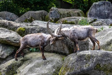 Erkek dağ keçisi - Avrupa Alplerinde yaşayan bir kayanın üzerindeki kapra dağ keçisi