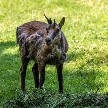 Apennine Chamois, Rupicapra pyrenaica ornata, İtalya 'daki Abruzzo-Lazio-Molise Ulusal Parkı ve İspanya' daki Pireneler 'de yaşamaktadır.