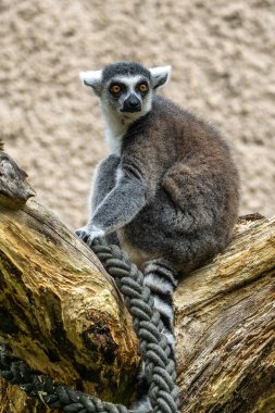 Halka kuyruklu lemur Lemur, Lemur catta uzun, siyah ve beyaz halkalı kuyruğundan dolayı büyük bir strepsirrhine primatı ve en tanınmış lemur türüdür.