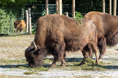 Bizon ya da bizon, bir zamanlar Kuzey Amerika 'da geniş sürüler halinde yaşayan bir bizon türüdür..