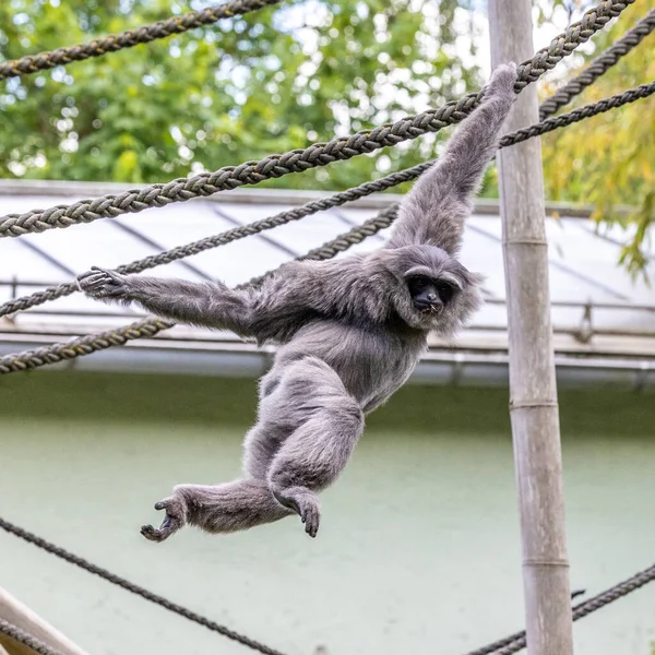 Gümüş maymunu, Hyloates Moloch. Gümüş renkli şebek, en çok tehdit edilen türler arasında yer alıyor..