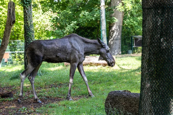 Avrupa geyiği, Alces alces, geyik olarak da bilinir. Vahşi yaşam hayvanı.