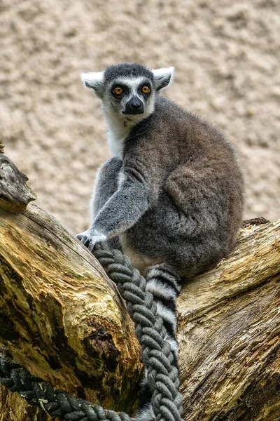 Halka kuyruklu lemur Lemur, Lemur catta uzun, siyah ve beyaz halkalı kuyruğundan dolayı büyük bir strepsirrhine primatı ve en tanınmış lemur türüdür.