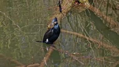 Kuzey yarımküre boyunca büyük siyah karabatak olarak bilinen büyük karabatak, Avustralya 'daki siyah karabatak ve Yeni Zelanda' nın daha güneyindeki siyah karabatak