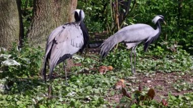 Demokiselle Crane, Anthropoides başak ailesi ve genç yavruları gün boyunca açık yeşil çayırlarda yaşıyorlar. Orta Avrupa 'da bulunan bir turna türüdür.