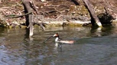 Bir çift Great Crested Grebe, Podiceps kristali yuvalarını inşa ediyor. Güzel turuncu renkli kuş, kırmızı gözlü su kuşu. Eski Dünya 'da bulunan en büyük aile üyesidir..