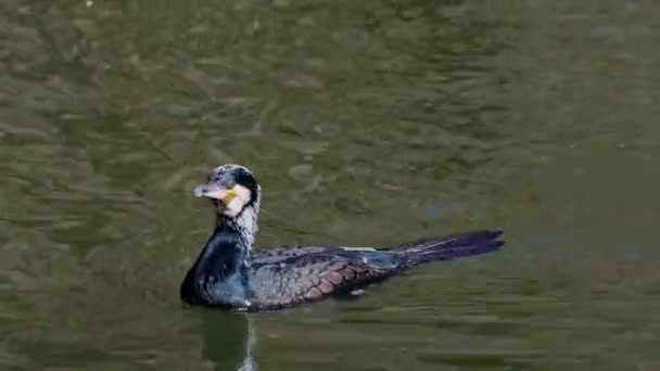 Grote Aalscholver Phalacrocorax Carbo Bekend Als Grote Zwarte Aalscholver Het — Stockvideo