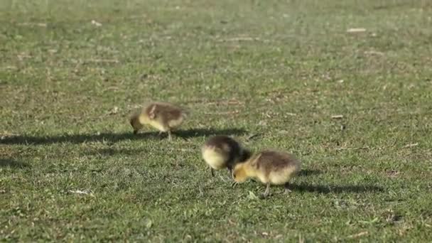 Närbild Vacker Gul Fluffig Grågås Baby Gosling Våren Anser Anser — Stockvideo