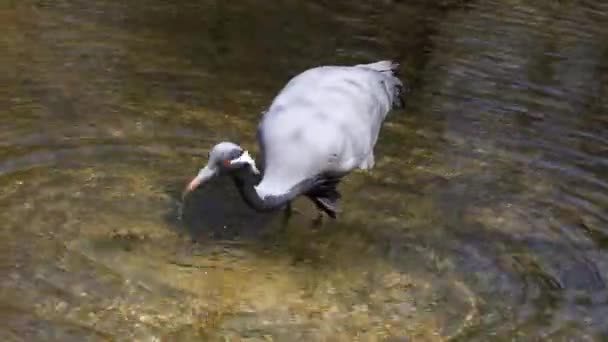 Demoiselle Crane Família Anthropoides Virgo Com Jovens Gansos Estão Vivendo — Vídeo de Stock