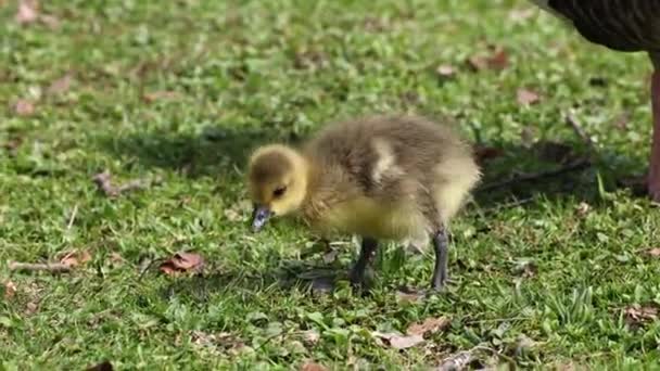 Närbild Vacker Gul Fluffig Grågås Baby Gosling Våren Anser Anser — Stockvideo