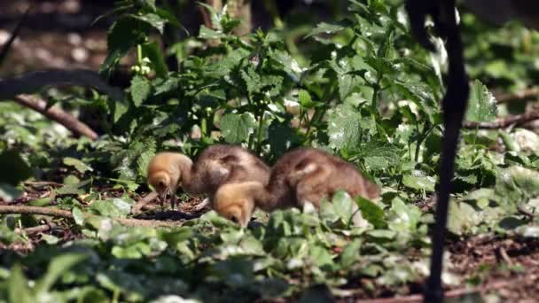 Demoiselle Crane Anthropoides Virgo Family Young Goslings Living Bright Green — Stock Video