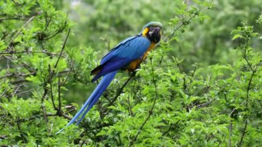 Mavi ve sarı papağan, Ara aratyası, mavi ve altın papağanı olarak da bilinir, çoğunlukla mavi üst kısımları ve açık turuncu alt kısımları olan büyük bir Güney Amerika papağanıdır.