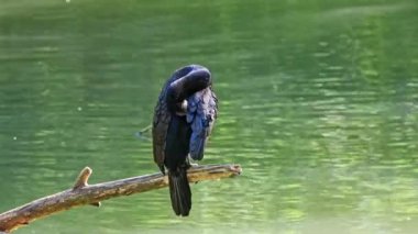 Kuzey yarımküre boyunca büyük siyah karabatak olarak bilinen büyük karabatak, Avustralya 'daki siyah karabatak ve Yeni Zelanda' nın daha güneyindeki siyah karabatak