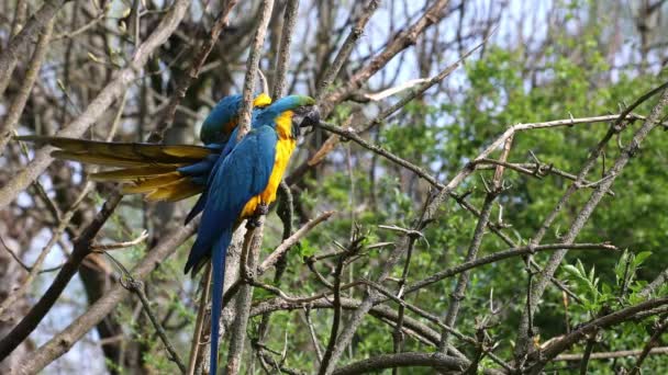 Arara Azul Amarela Ara Ararauna Também Conhecida Como Arara Azul — Vídeo de Stock