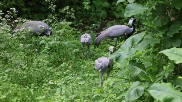 크레인 Demoiselle Crane 안트로 피데스 Anthropoides Virgo 과어린 초원에서 지역에서 — 비디오