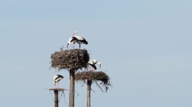 Ciconia ciconia Storks kolonisi Los Barruecos Doğal Anıtı 'nda korunan bir bölgede, Malpartida de Caceres, İspanya' da Extremadura.