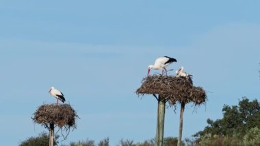 Ciconia ciconia Storks kolonisi Los Barruecos Doğal Anıtı 'nda korunan bir bölgede, Malpartida de Caceres, İspanya' da Extremadura.