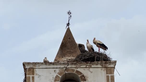 在西班牙埃斯特雷马杜拉带铁十字架的古老石钟塔顶部的鸟巢 鹤的乐园 — 图库视频影像