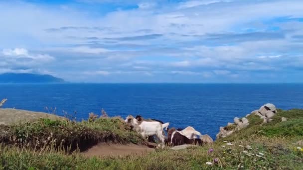 Άγριες Κατσίκες Στα Βράχια Της Χερσονήσου Estaca Bares Επαρχία Coruna — Αρχείο Βίντεο