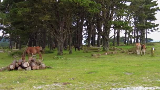 Wild Horses Eating Grass San Andres Teixido Galicia Spain Europe — ストック動画