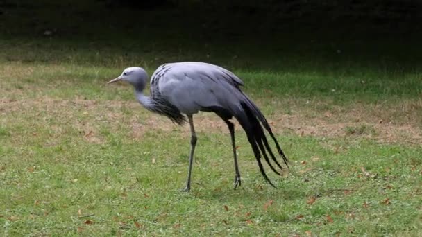 Gru Blu Grus Paradisea Una Specie Uccello Estinzione Endemica Dell — Video Stock