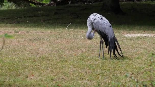 Grus Paradisea Güney Afrika Özgü Nesli Tükenmekte Olan Bir Kuş — Stok video